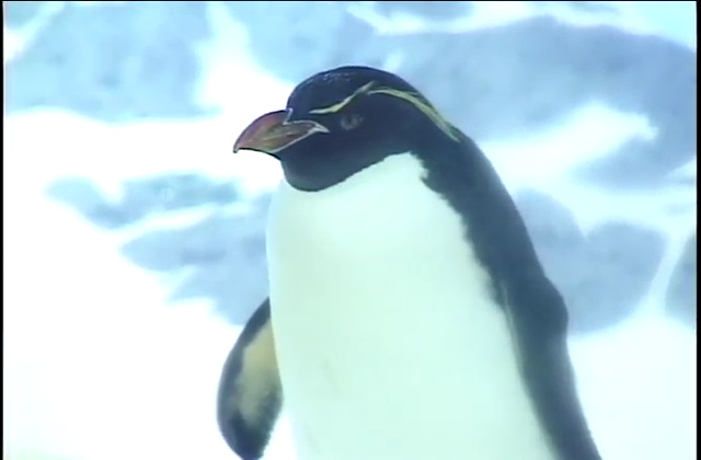 ゆかいなどうぶつたち イルカ シャチ ペンギン Fc2動画